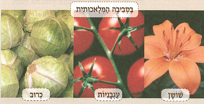 (בספר איור של נוגה ושביט משוחחים)